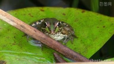 一只青蛙正坐在一片绿色的大叶子上，一片宁静的溪水里